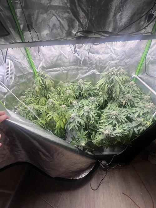 KIWI Sample. Week 14