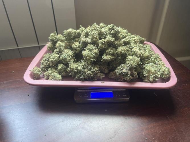 KIWI Sample. Week 15