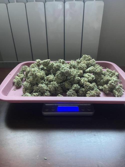 KIWI Sample. Week 15