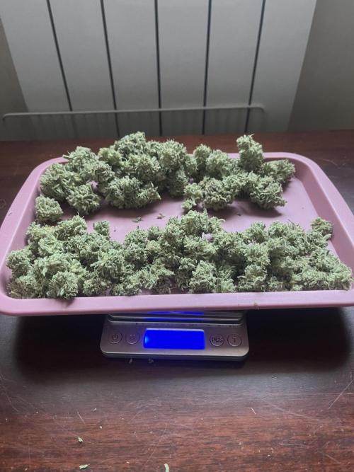 KIWI Sample. Week 15