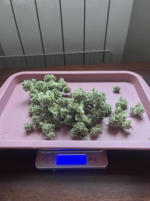 KIWI Sample. Week 15