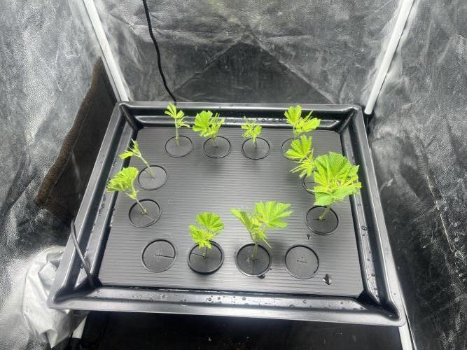 Banana loaf clones. Week 0 - 10 штук