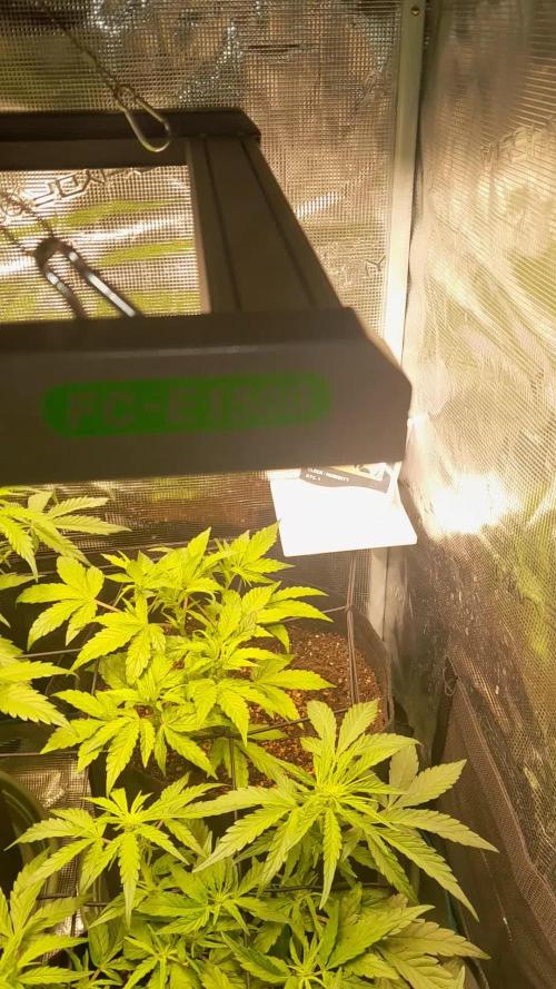 Kalashnikova auto GHS