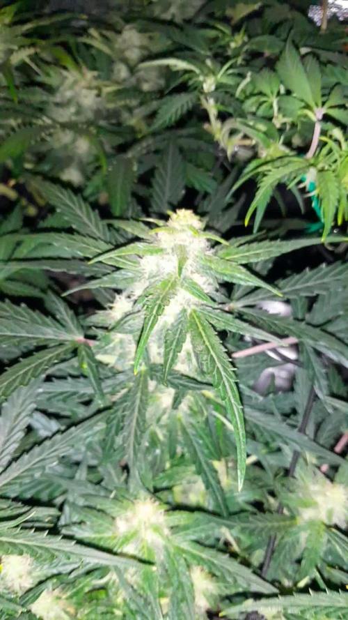 Kalashnikova auto GHS