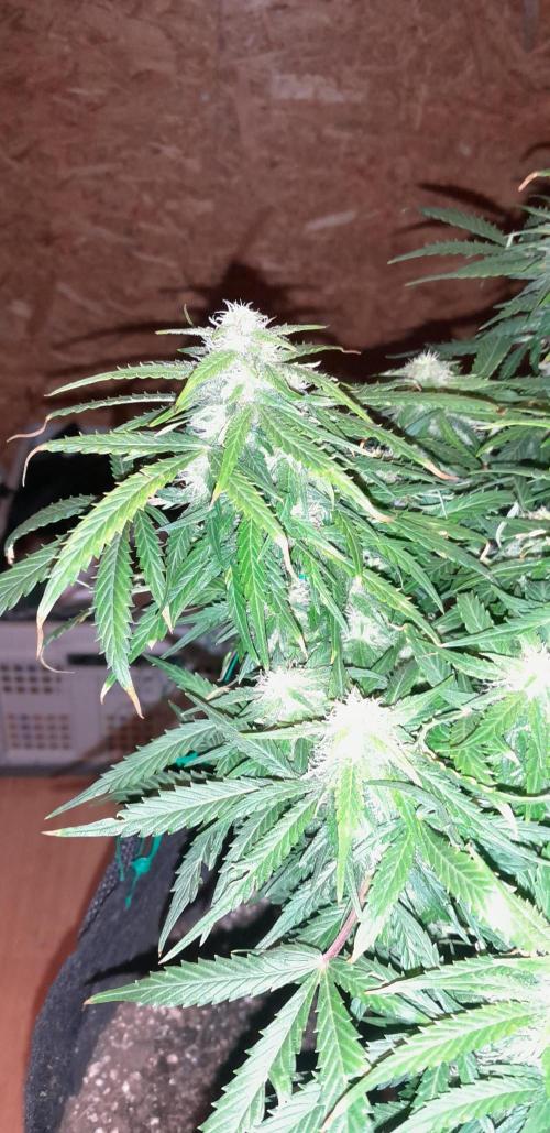 Kalashnikova auto GHS. Week 10