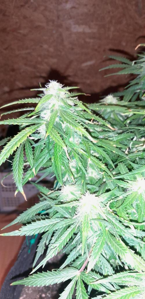 Kalashnikova auto GHS. Week 10