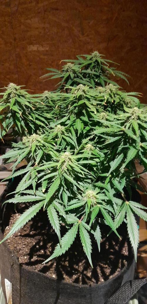 Kalashnikova auto GHS. Week 10