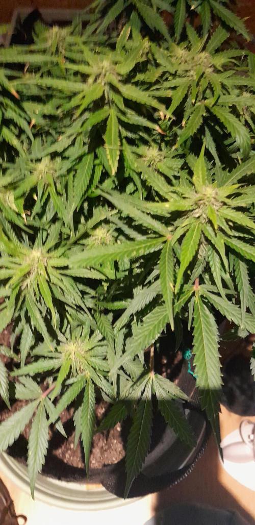 Kalashnikova auto GHS. Week 10