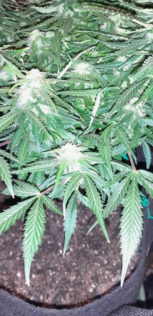 Kalashnikova auto GHS. Week 10