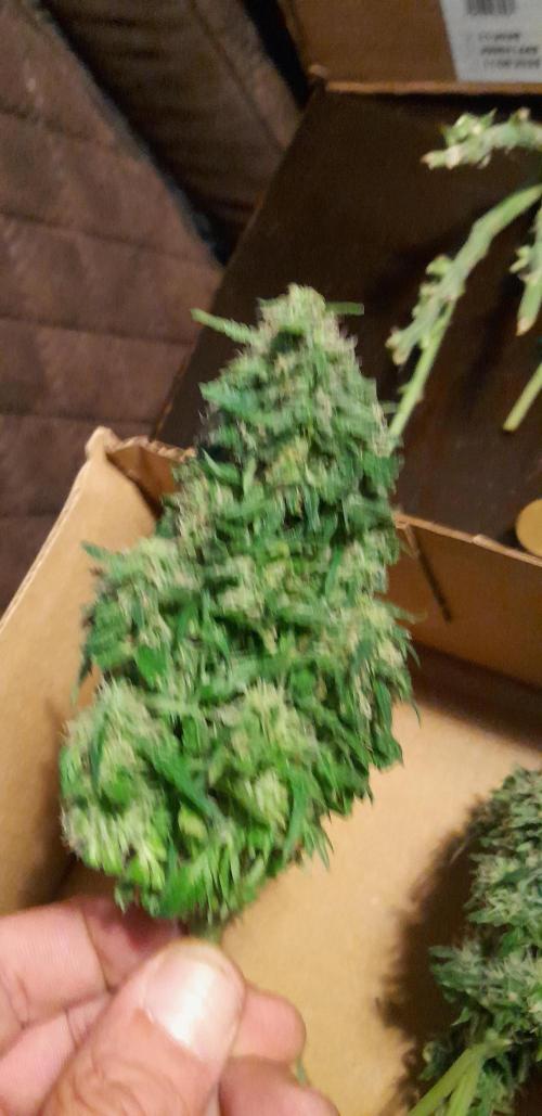 Kalashnikova auto GHS. Week 10