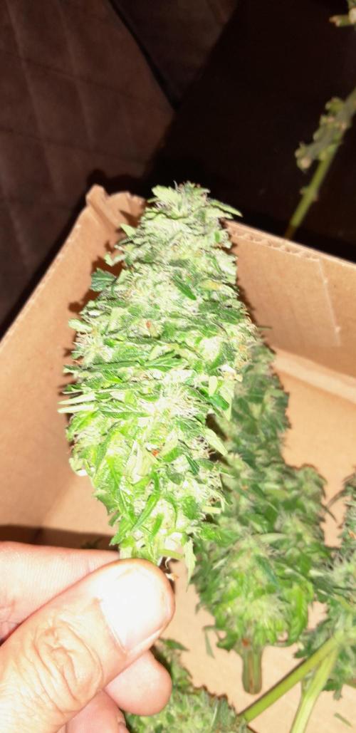 Kalashnikova auto GHS. Week 10