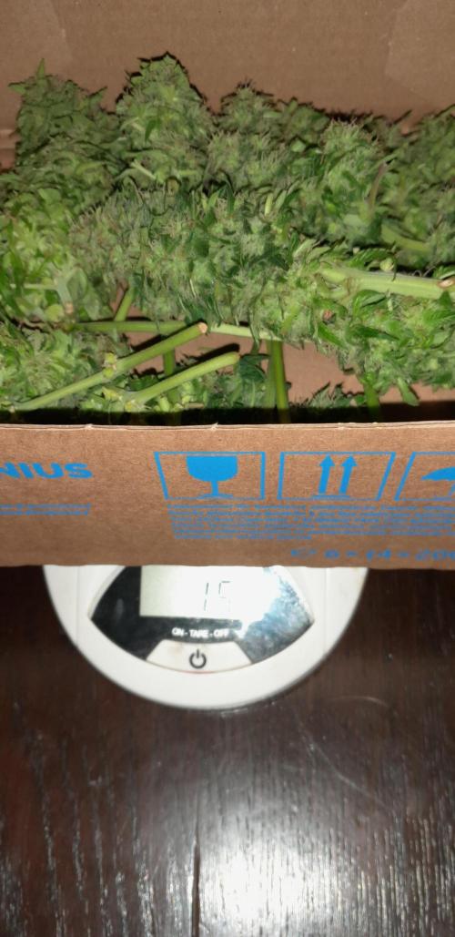 Kalashnikova auto GHS. Week 10