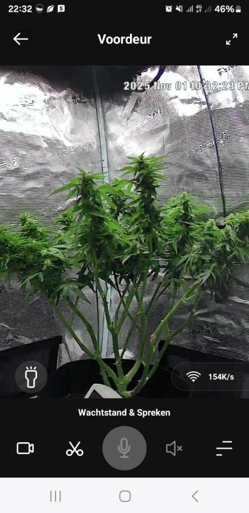 Kalashnikova auto GHS. Week 10