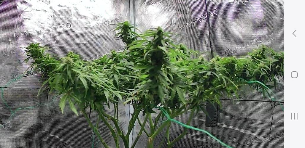 Kalashnikova auto GHS. Week 10