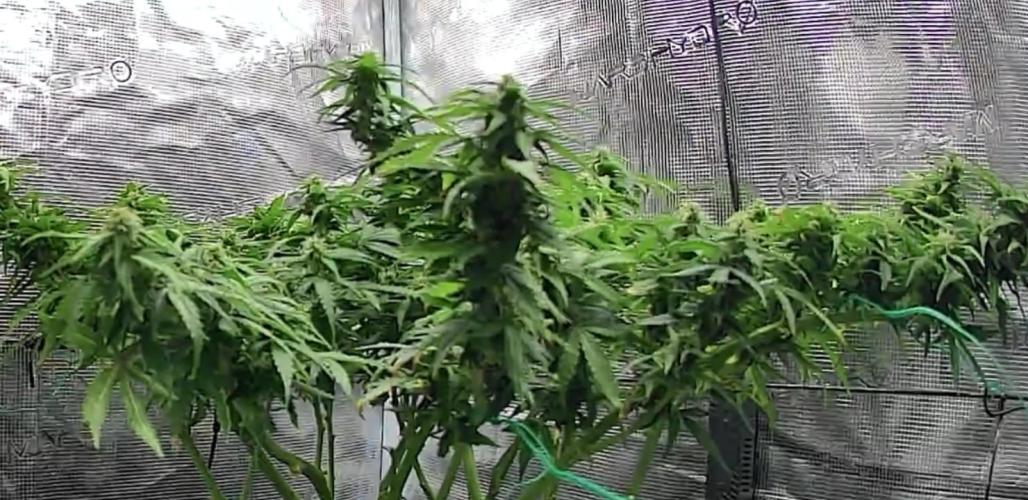 Kalashnikova auto GHS. Week 12