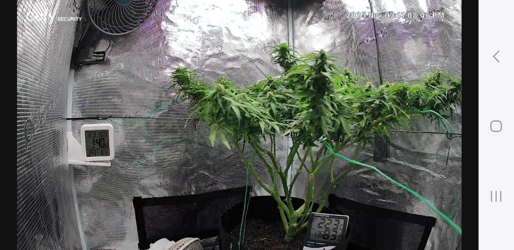 Kalashnikova auto GHS. Week 12