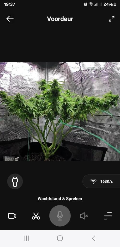 Kalashnikova auto GHS. Week 12
