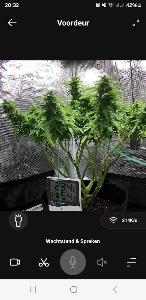 Kalashnikova auto GHS. Week 12