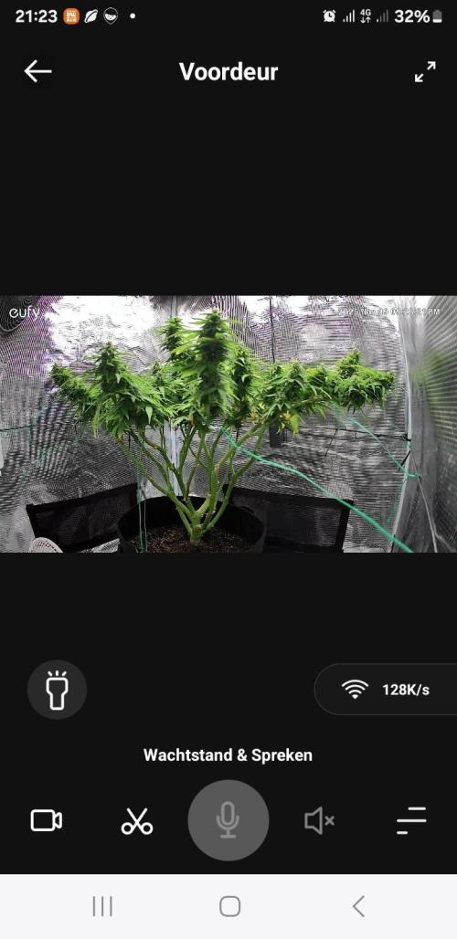 Kalashnikova auto GHS. Week 12