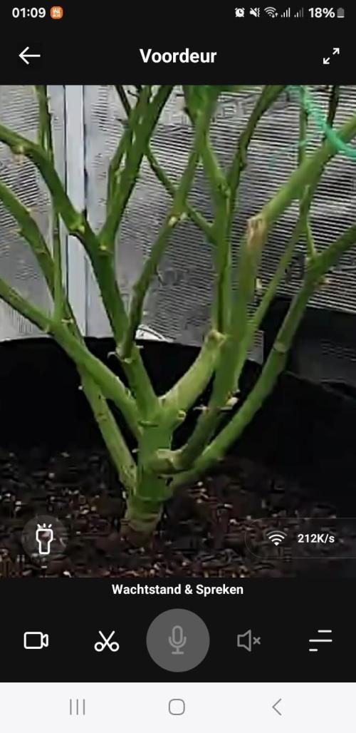 Kalashnikova auto GHS. Week 12