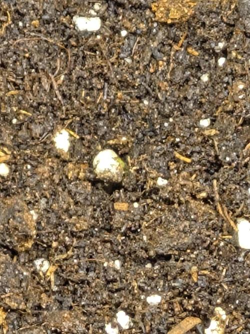 Lemon ice. Week 0