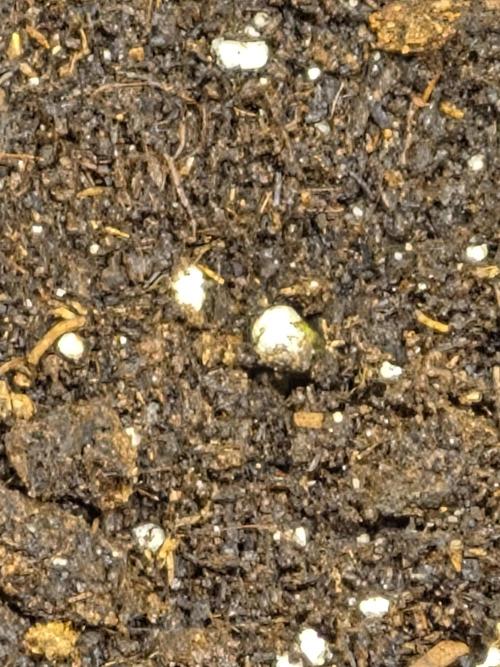 Lemon Ice. Week 0