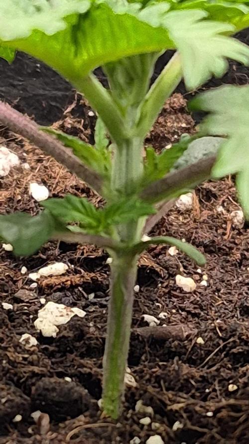 Lemon ice. Week 2
