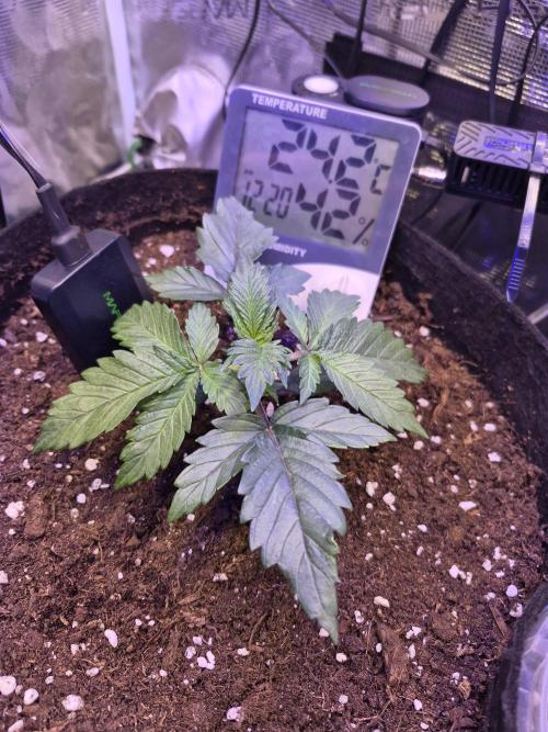 Lemon ice. Week 2