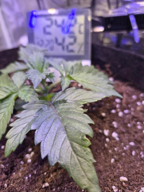 Lemon Ice. Week 2