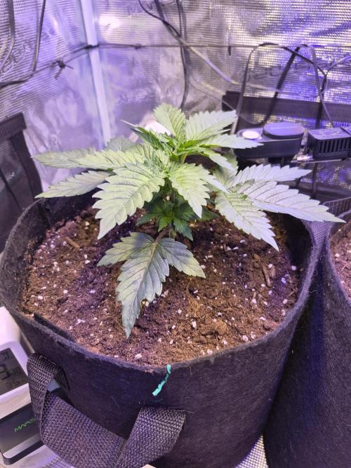 Lemon Ice. Week 3