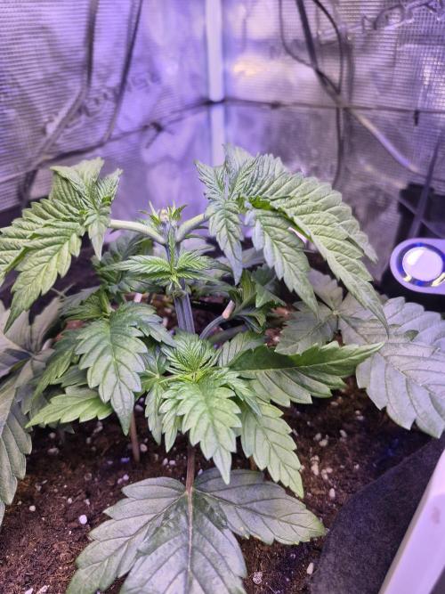 Lemon ice. Week 4