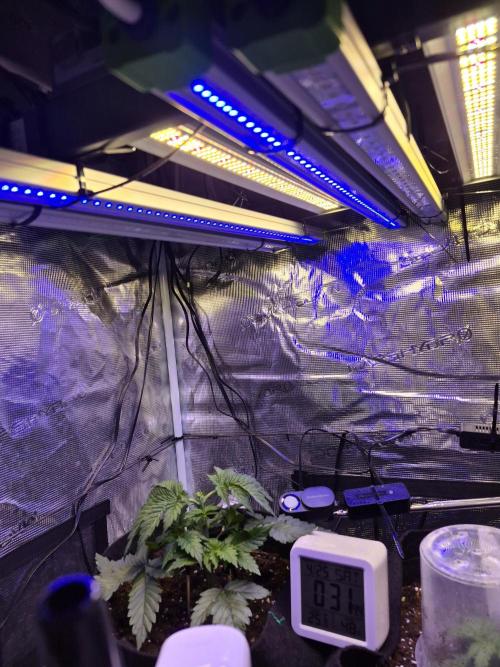 Lemon ice. Week 4