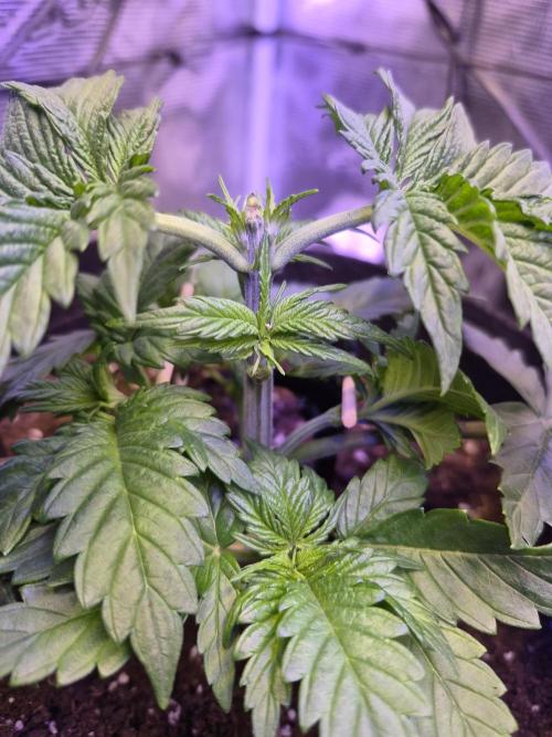 Lemon ice. Week 4
