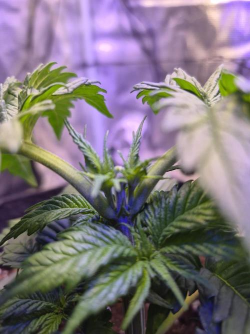 Lemon ice. Week 4