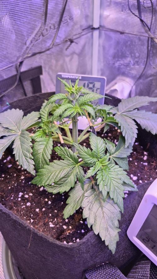 Lemon ice. Week 4