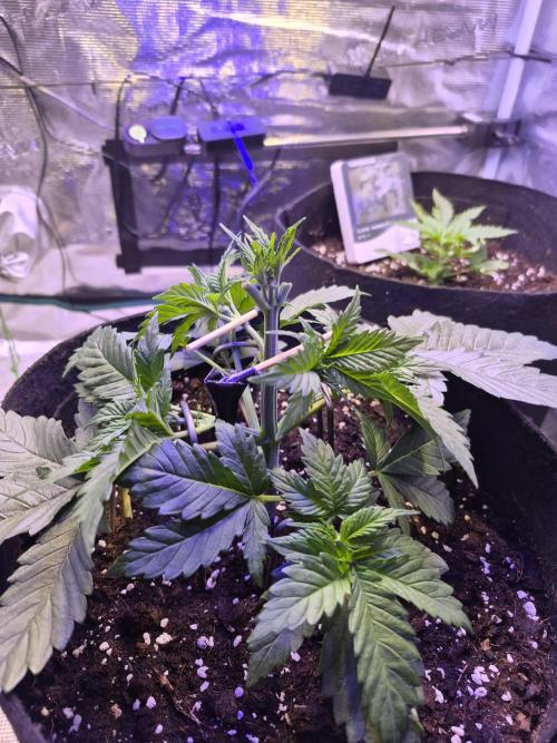 Lemon ice. Week 4