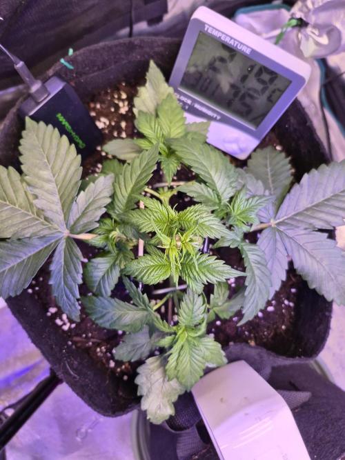 Lemon ice. Week 4