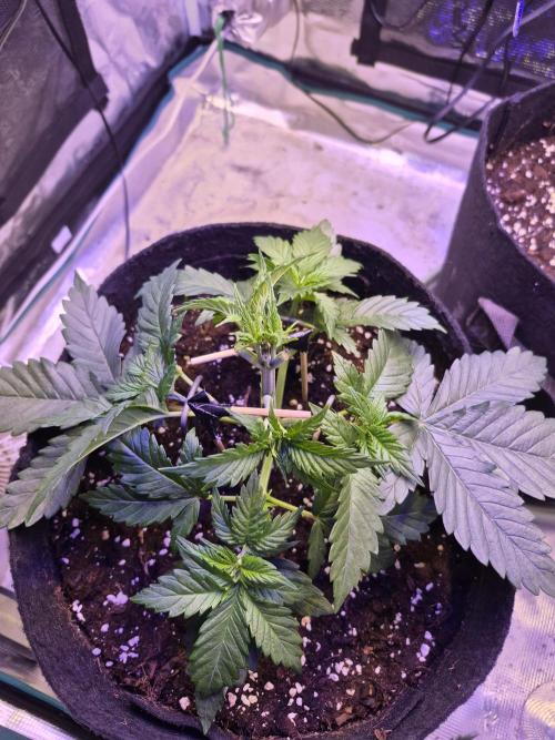 Lemon Ice. Week 4