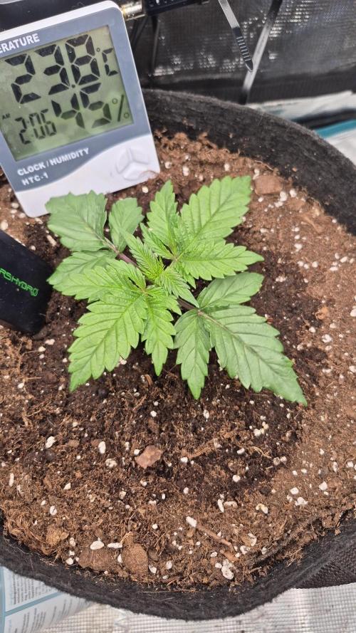 Lemon Ice. Week 3