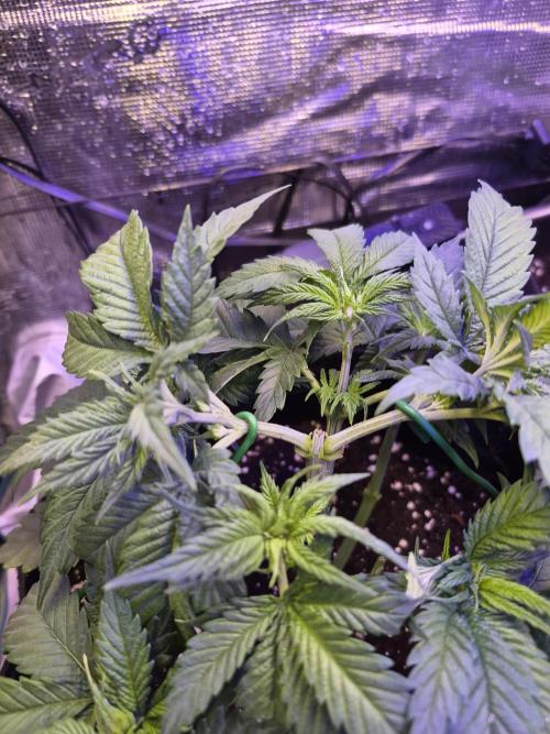 Lemon Ice. Week 4