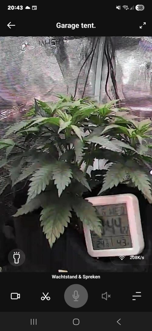 Lemon ice. Week 5