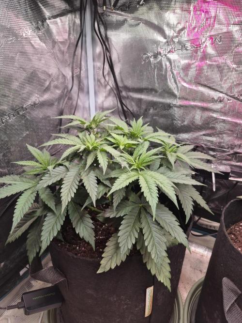 Lemon ice. Week 5