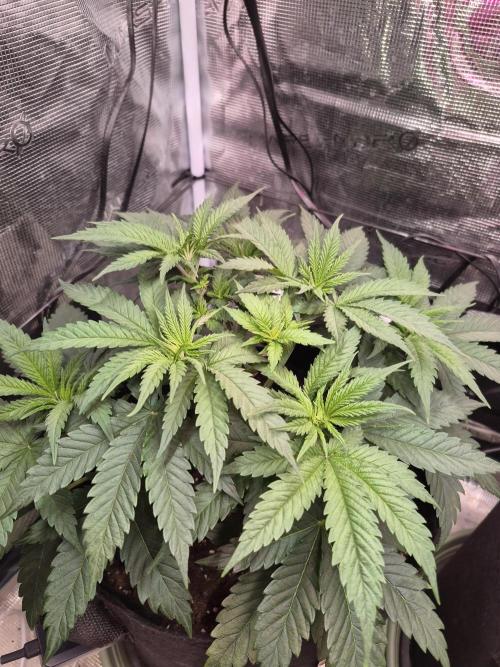 Lemon ice. Week 5