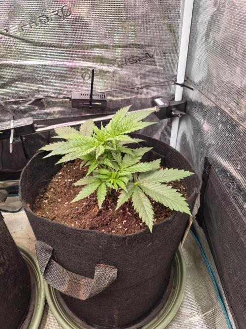 Lemon Ice. Week 5