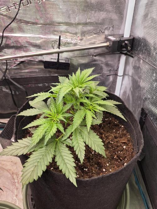 Lemon ice. Week 5