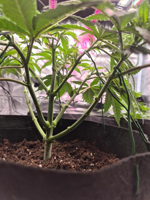 Lemon ice. Week 5