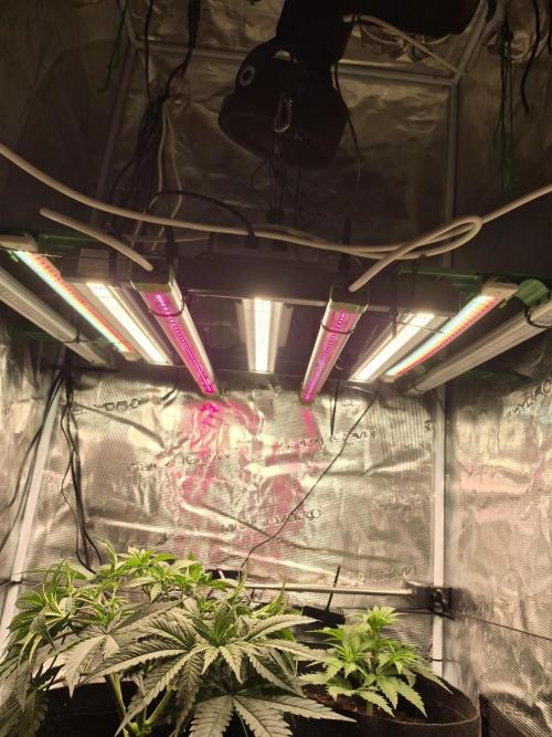 Lemon ice. Week 5