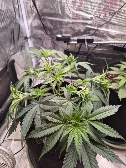 Lemon Ice. Week 5