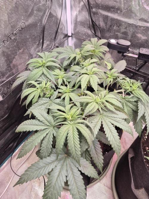 Lemon ice. Week 6