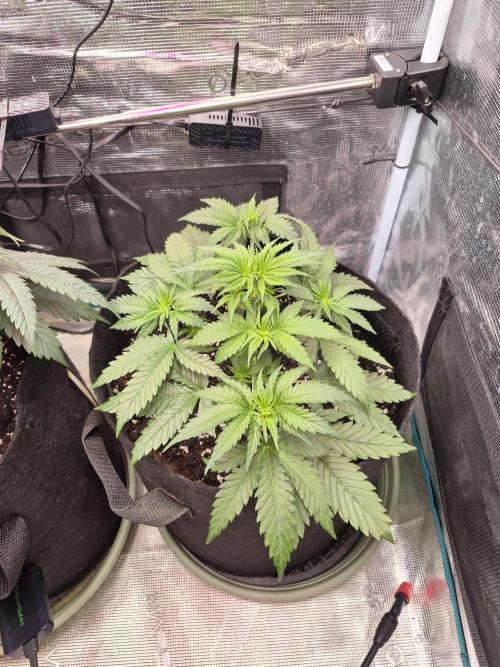 Lemon Ice. Week 6
